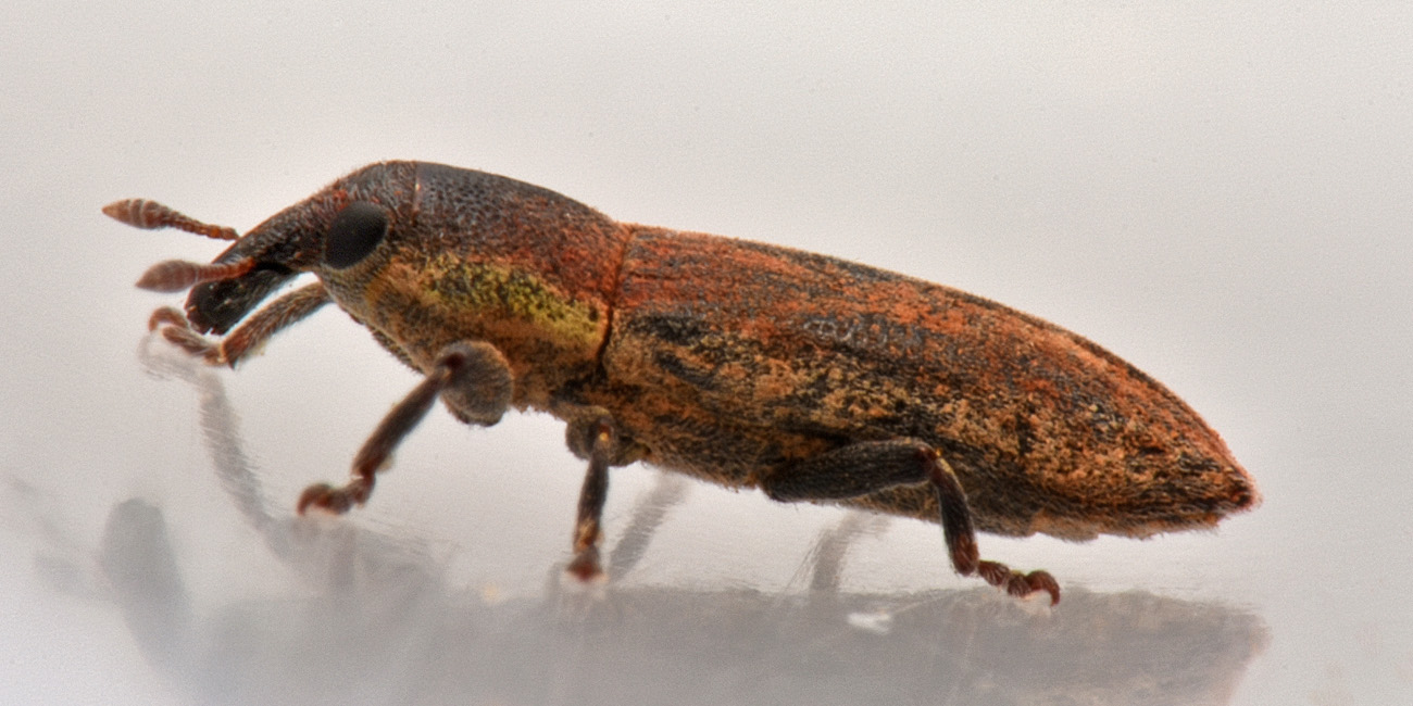 Curculionidae: Lixus scabricollis?  S !